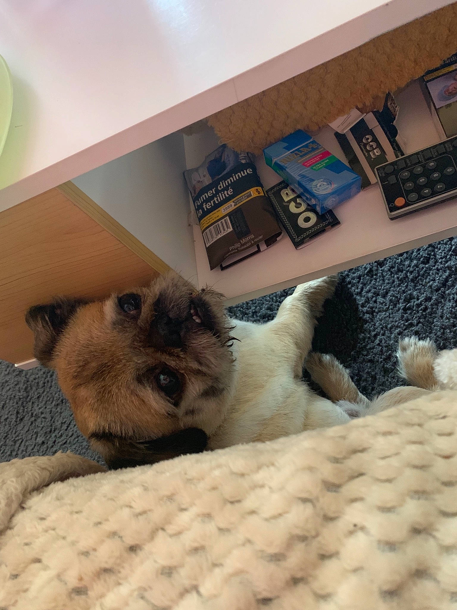 Jocker participe au concours pour gagner de l'argent avec cette photo : canidae, carnivore, cat, companion_dog, dog, dog_breed, fawn, felidae, mammal, paw, pomeranian, puppy