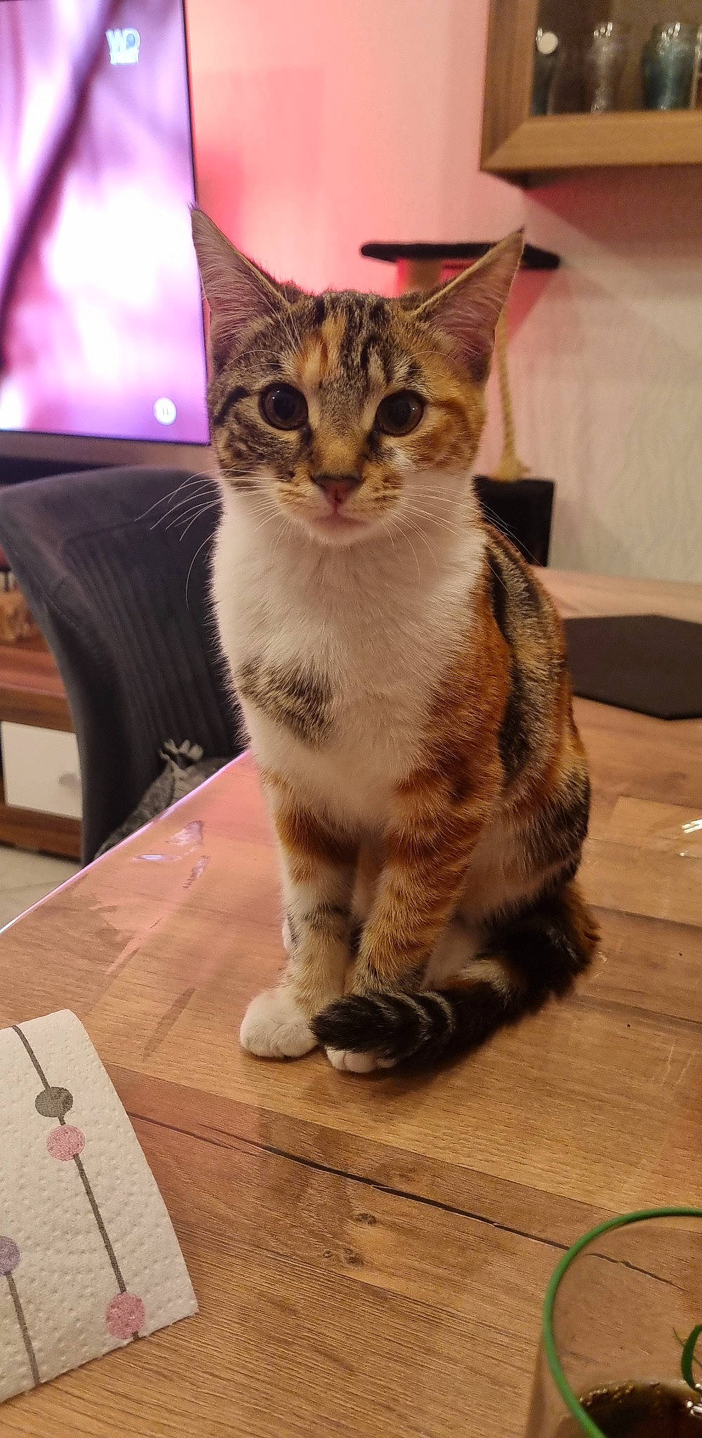 Sucrette a rejoint le concours — aidez-le/la à gagner de superbes lots ! carnivore, cat, claw, domestic_short_haired_cat, fawn, felidae, fur, hardwood, paw, photo_caption, sitting, small_to_medium_sized_cats, snout, table, tail, terrestrial_animal, whiskers, wildlife, window, wood