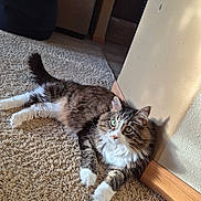Cosmo is registered to the contest to win money with this photo: beige_wall, carpet, cat, cozy, curious, domestic_animal, floor, fur, indoor, long_fur, mammal, pet, relaxing, resting, shadow, sunlight, tabby, white_paws, wide_eyes, wooden_baseboard