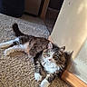 beige_wall, carpet, cat, cozy, curious, domestic_animal, floor, fur, indoor, long_fur, mammal, pet, relaxing, resting, shadow, sunlight, tabby, white_paws, wide_eyes, wooden_baseboard