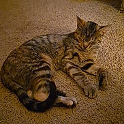 Frances joined the competition — help win amazing prizes! animal, blanket, carpet, cat, cozy, cute, domestic, feline, floor, fur, home, indoor, pet, relaxed, resting, scratching_post, sleeping, striped, tabby, whiskers