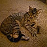 animal, blanket, carpet, cat, cozy, cute, domestic, feline, floor, fur, home, indoor, pet, relaxed, resting, scratching_post, sleeping, striped, tabby, whiskers
