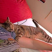 Frances joined the competition — help win amazing prizes! cat, tabby, sleeping, bed, pillow, arm, person, indoor, resting, feline, striped, cozy, relaxed, cute, animal, pet, comfort, nap, fur, domestic