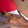 cat, tabby, sleeping, bed, pillow, arm, person, indoor, resting, feline, striped, cozy, relaxed, cute, animal, pet, comfort, nap, fur, domestic
