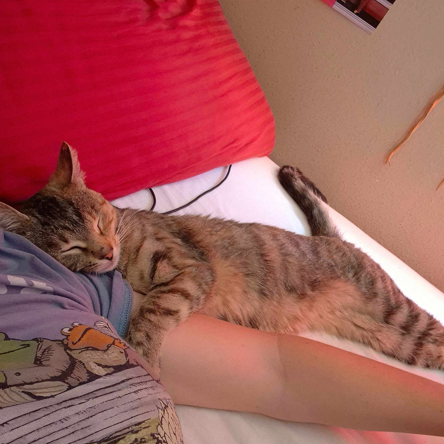 Frances joined the competition — help win amazing prizes! cat, tabby, sleeping, bed, pillow, arm, person, indoor, resting, feline, striped, cozy, relaxed, cute, animal, pet, comfort, nap, fur, domestic