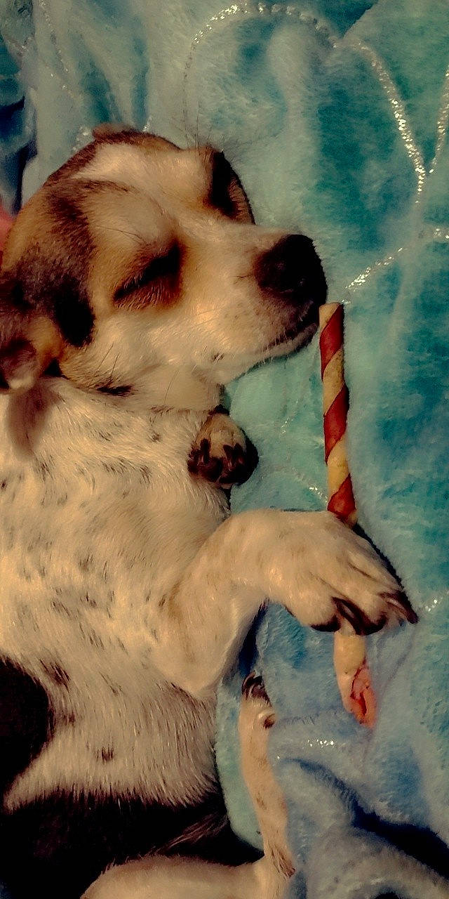 Lou joined the competition — help win amazing prizes! art, canidae, carnivore, companion_dog, dog, dog_breed, drawing, fawn, fur, gesture, happy, paint, painting, paw, photo_caption, puppy_love, snout, sporting_group, visual_arts, whiskers