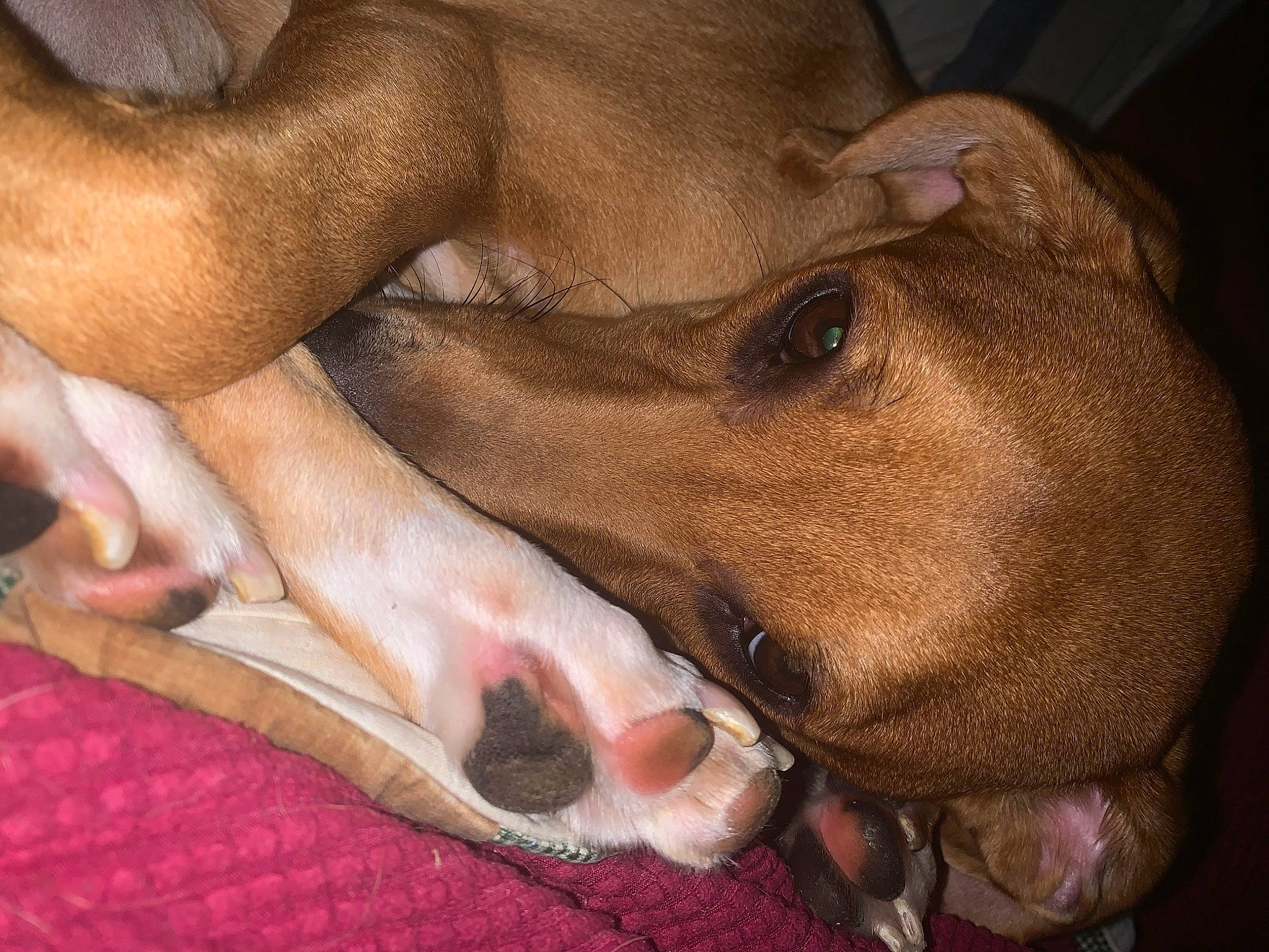 Daisie joined the competition — help win amazing prizes! carnivore, comfort, companion_dog, dog, dog_breed, fawn, flesh, foot, guard_dog, human_leg, jaw, liver, nail, snout, sporting_group, terrestrial_animal, toe, whiskers, working_animal, wrinkle