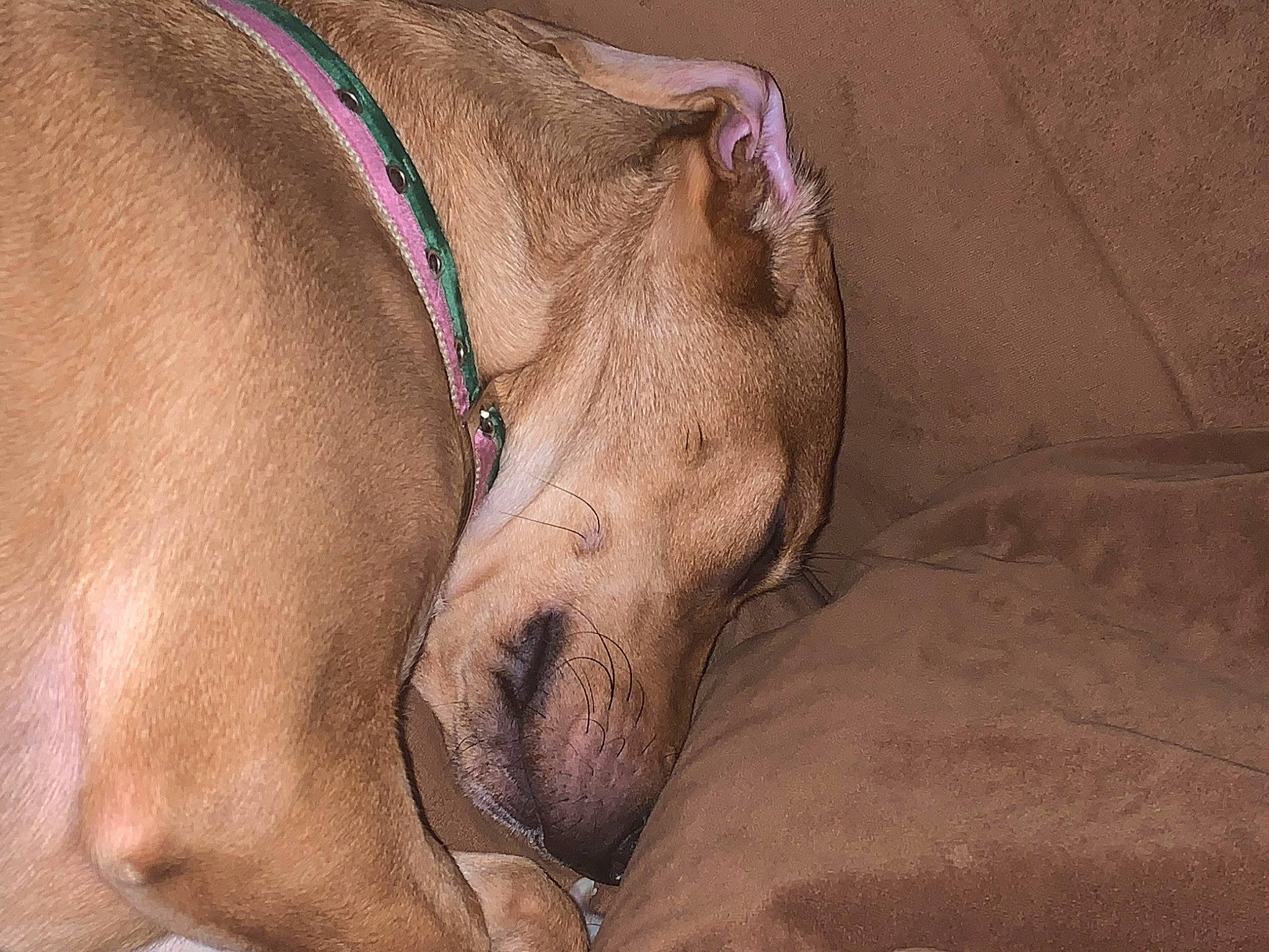 Daisie joined the competition — help win amazing prizes! canidae, carnivore, collar, comfort, companion_dog, dog, dog_breed, fawn, foot, fur, human_leg, liver, paw, snout, sporting_group, terrestrial_animal, thigh, whiskers, working_animal, wrinkle