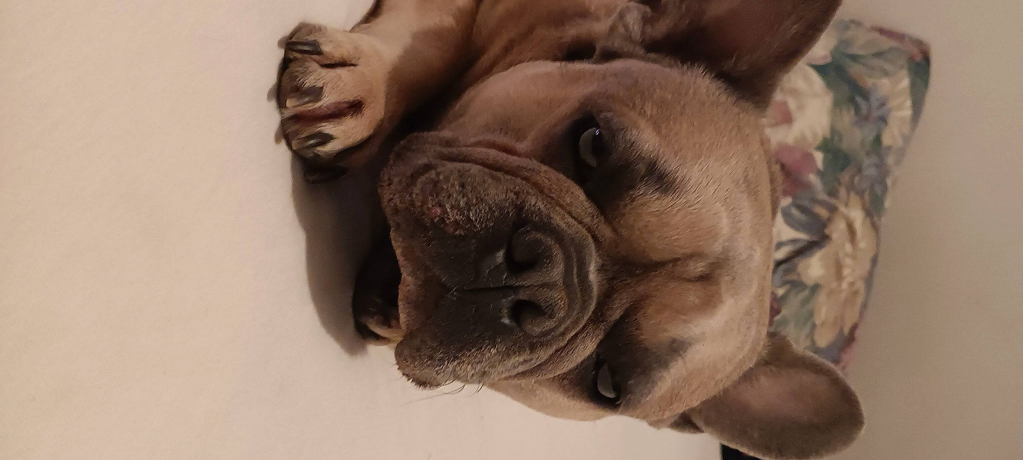 Jeffery is registered to the contest to win money with this photo: biting, bored, canidae, carnivore, companion_dog, dog, dog_breed, ear, fawn, fur, giant_dog_breed, molosser, nose, snout, sporting_group, terrestrial_animal, toy_dog, whiskers, working_animal, wrinkle