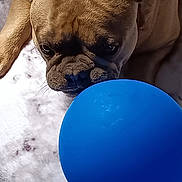 Jeffy is registered to the contest to win money with this photo: dog, french_bulldog, ball, blue, blanket, pet, animal, cute, lying_down, indoor, fur, ears, snout, playful, toy, closeup, resting, brown, nose, companion