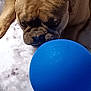 dog, french_bulldog, ball, blue, blanket, pet, animal, cute, lying_down, indoor, fur, ears, snout, playful, toy, closeup, resting, brown, nose, companion