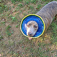 Cheif joined the competition — help win amazing prizes! dog, canine, pet, protective_cone, e_collar, blue_cone, happy, smiling, outdoor, grass, yard, animal, face, eyes, nose, open_mouth, portrait, overhead_view, brown_fur, veterinary_care