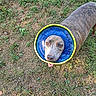 dog, canine, pet, protective_cone, e_collar, blue_cone, happy, smiling, outdoor, grass, yard, animal, face, eyes, nose, open_mouth, portrait, overhead_view, brown_fur, veterinary_care