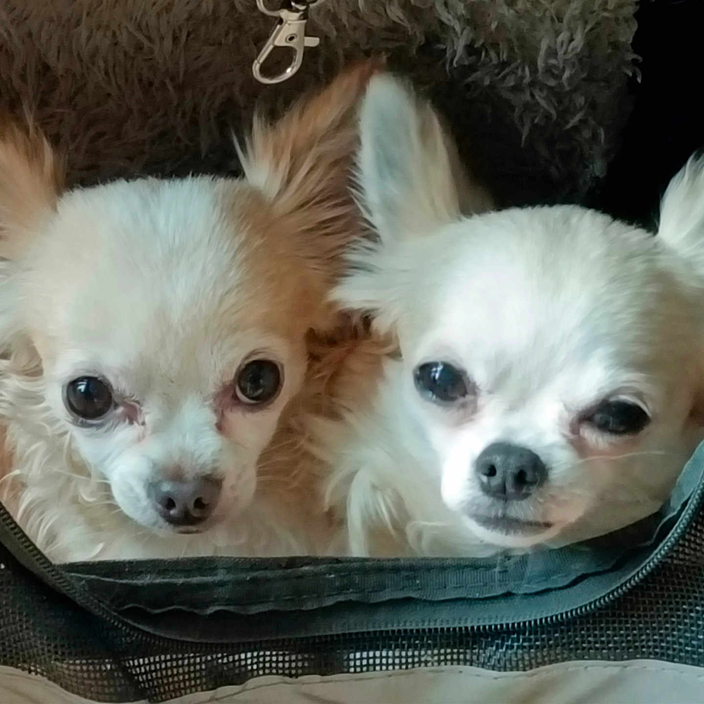 Coquillette Et Lilas