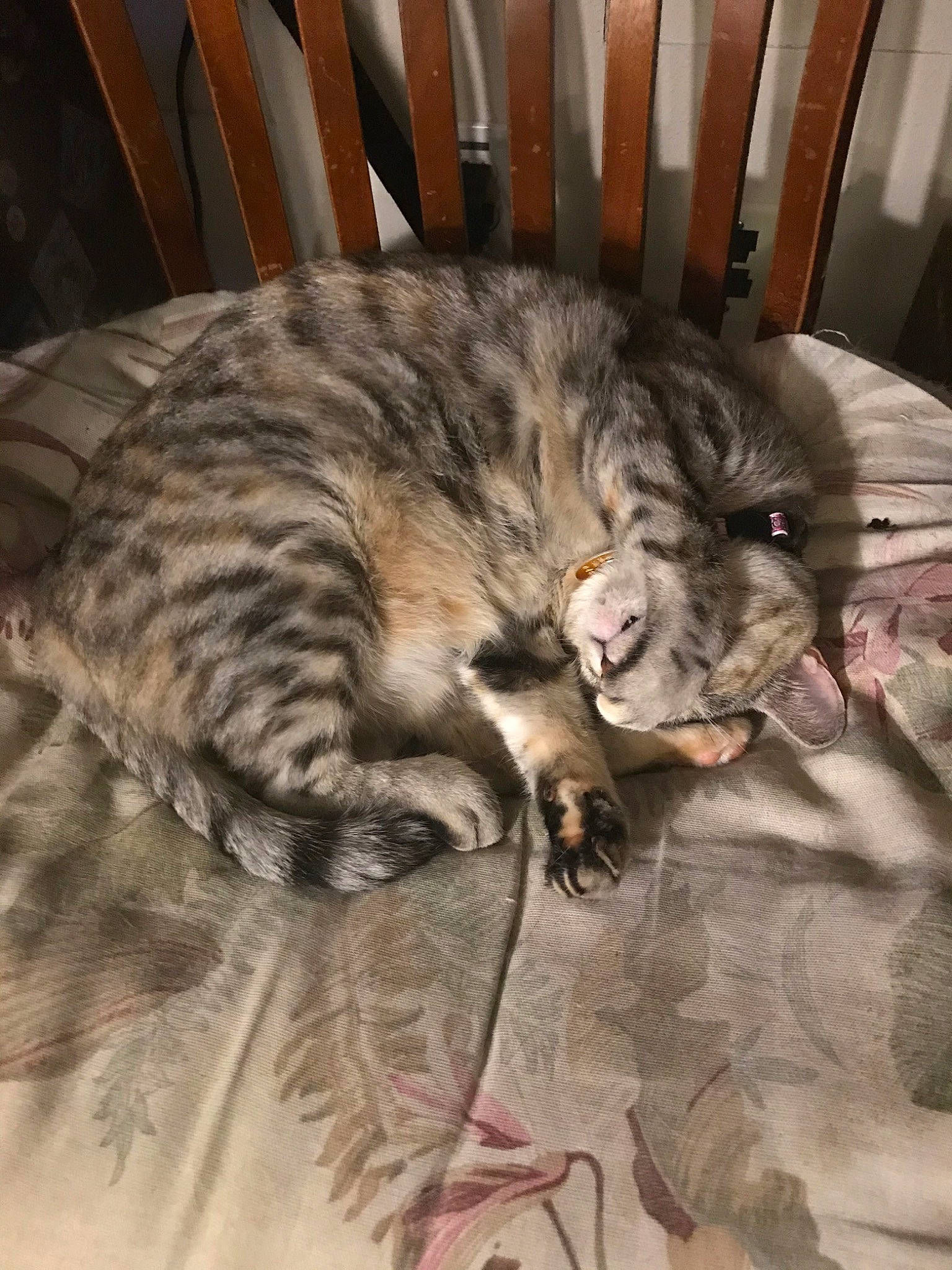 Sarabi is registered to the contest to win money with this photo: american_shorthair, california_spangled, carnivore, cat, domestic_short_haired_cat, dragon_li, egyptian_mau, european_shorthair, felidae, fur, kitten, mammal, norwegian_forest_cat, ocicat, pixie_bob, sleep, small_to_medium_sized_cats, snout, tabby_cat, whiskers