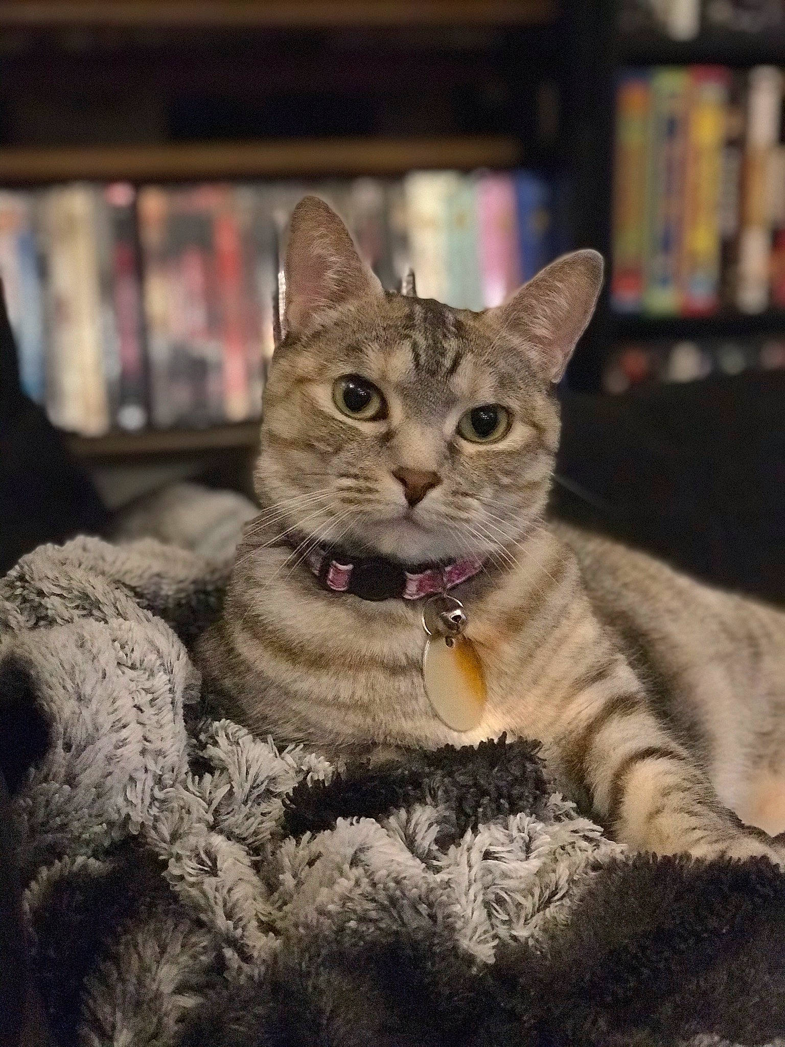 Sarabi is registered to the contest to win money with this photo: american_shorthair, asian, australian_mist, california_spangled, carnivore, cat, chausie, domestic_short_haired_cat, dragon_li, ear, european_shorthair, felidae, german_rex, kitten, mammal, pixie_bob, small_to_medium_sized_cats, tabby_cat, vertebrate, whiskers