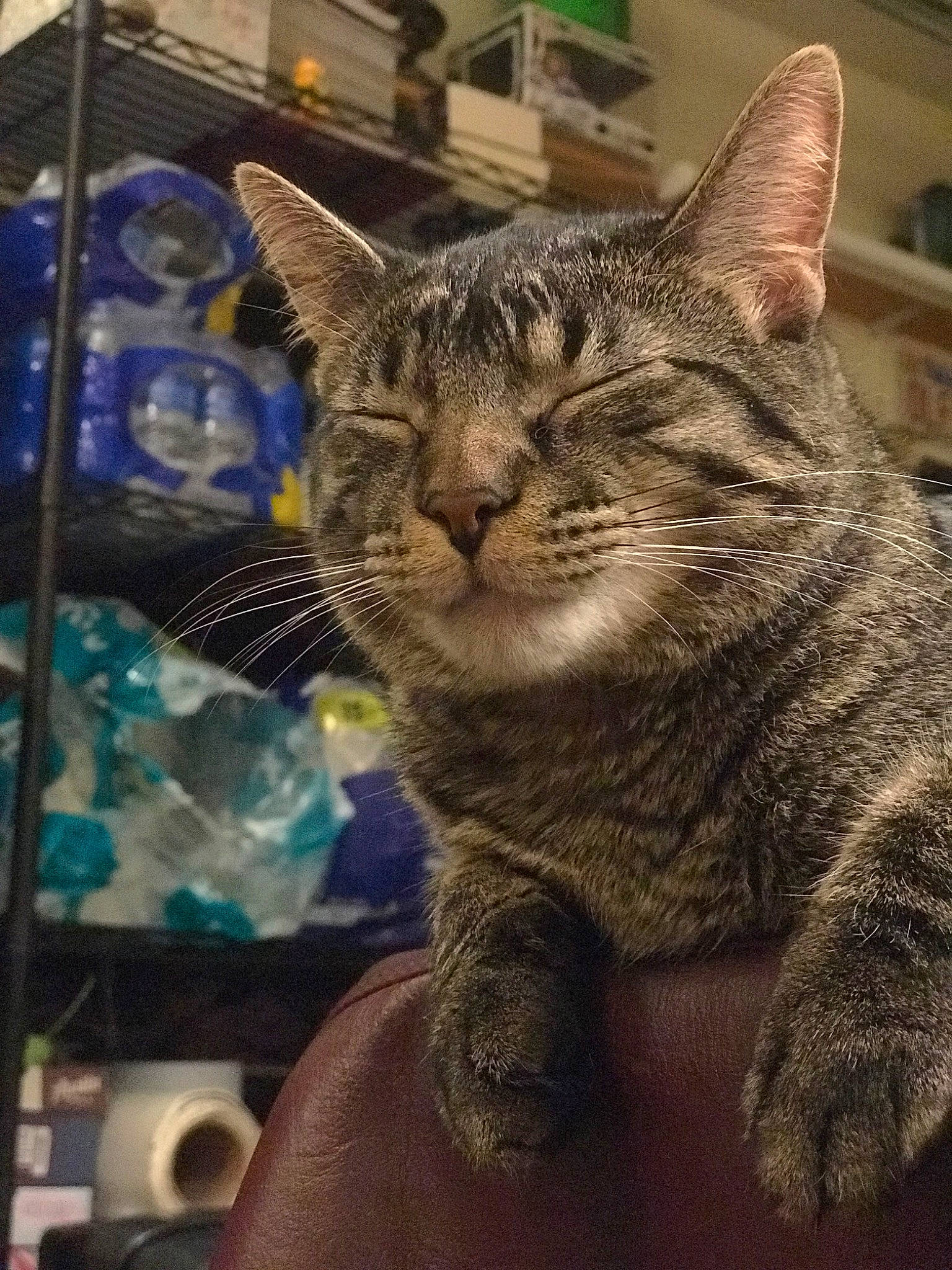 Fuzz joined the competition — help win amazing prizes! aegean_cat, american_shorthair, asian, california_spangled, carnivore, cat, domestic_short_haired_cat, dragon_li, egyptian_mau, european_shorthair, felidae, kitten, mammal, ocicat, pixie_bob, small_to_medium_sized_cats, snout, tabby_cat, whiskers, wild_cat