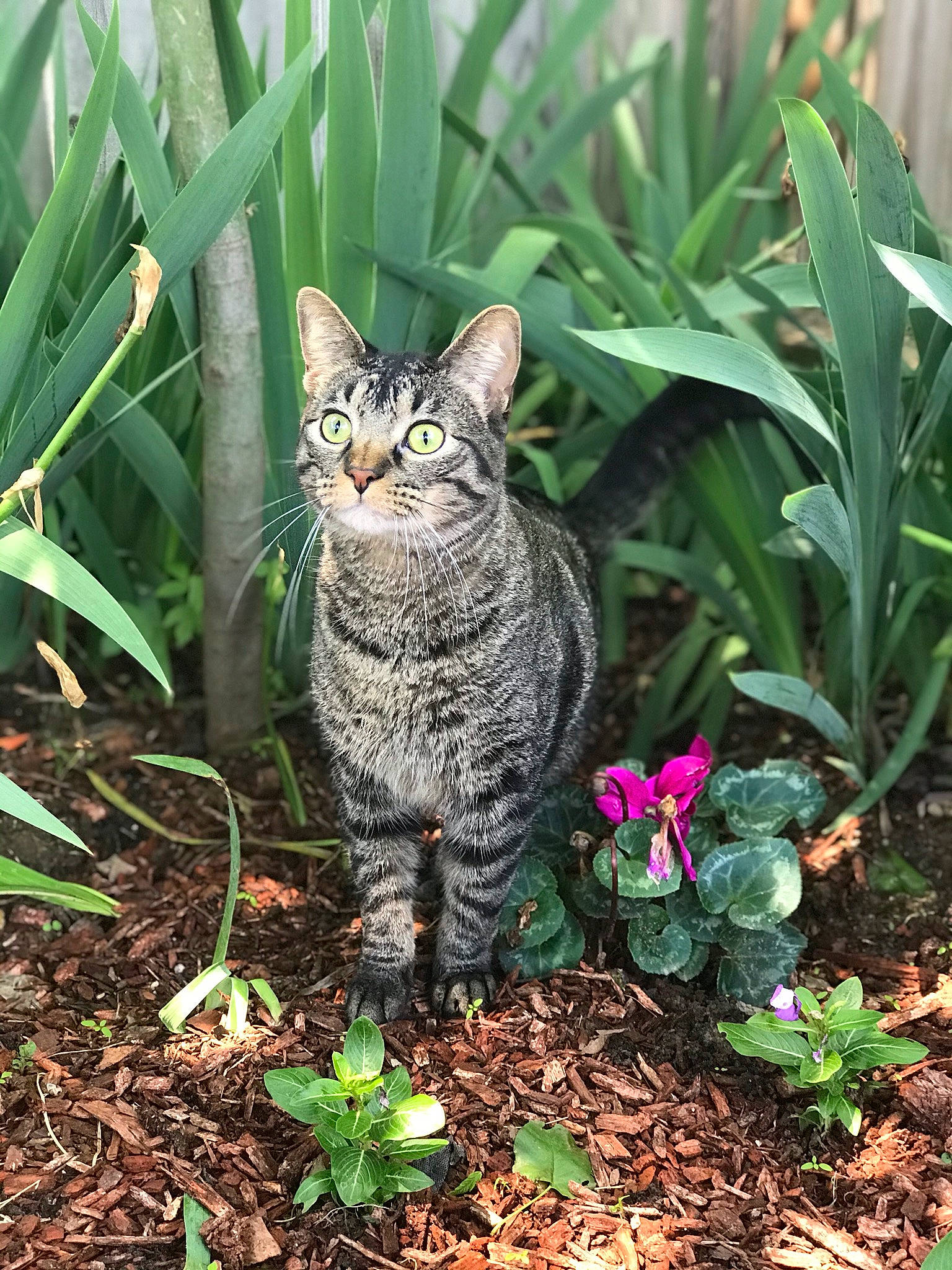 Fuzz joined the competition — help win amazing prizes! asian, bobcat, botany, carnivore, cat, domestic_short_haired_cat, european_shorthair, felidae, flower, garden, german_rex, grass, grass_family, organism, pixie_bob, plant, small_to_medium_sized_cats, tabby_cat, whiskers, wild_cat
