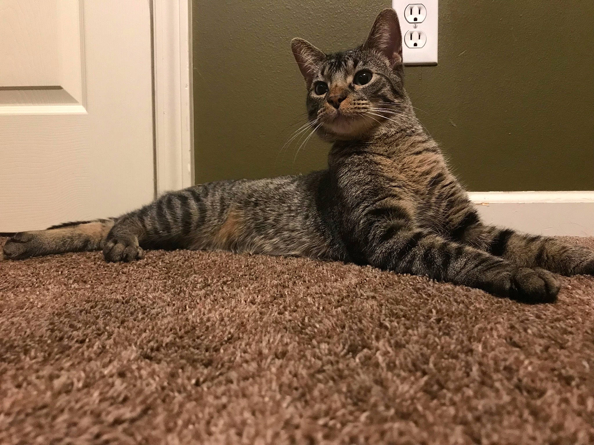 Fuzz is registered to the contest to win money with this photo: american_shorthair, asian, australian_mist, california_spangled, carnivore, cat, domestic_short_haired_cat, dragon_li, egyptian_mau, european_shorthair, felidae, fur, kitten, mammal, ocicat, small_to_medium_sized_cats, snout, tabby_cat, vertebrate, whiskers