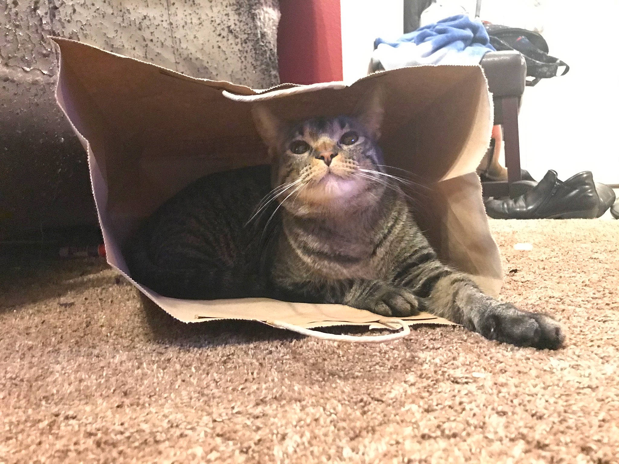 Fuzz joined the competition — help win amazing prizes! asian, carnivore, cat, domestic_short_haired_cat, fawn, felidae, leg, sand, sitting, small_to_medium_sized_cats, whiskers