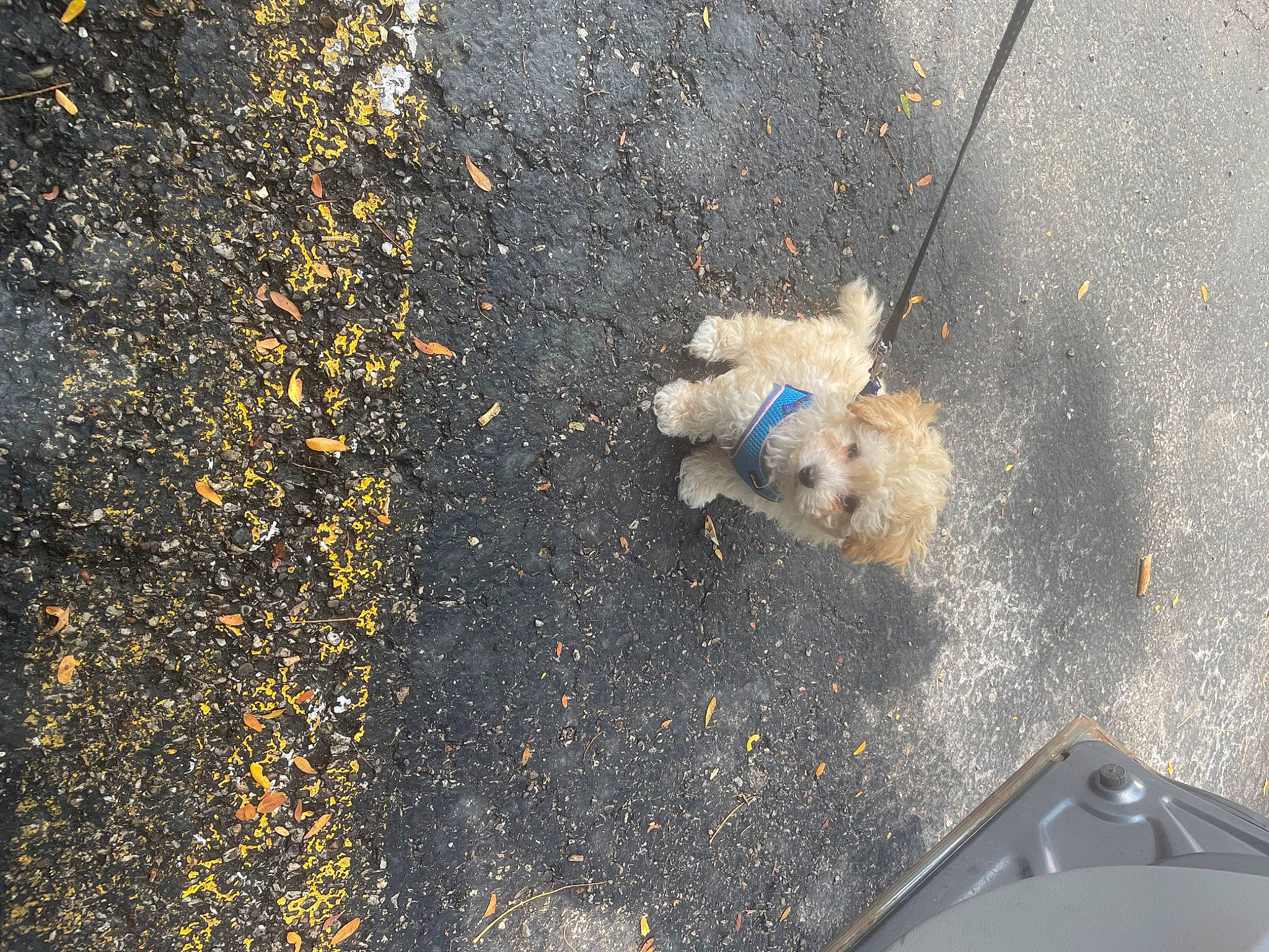 Bobby is registered to the contest to win money with this photo: asphalt, canidae, carnivore, companion_dog, concrete, dog, dog_breed, fawn, grass, leash, pet_supply, road, road_surface, shadow, sidewalk, soil, sporting_group, tail, tar, yellow