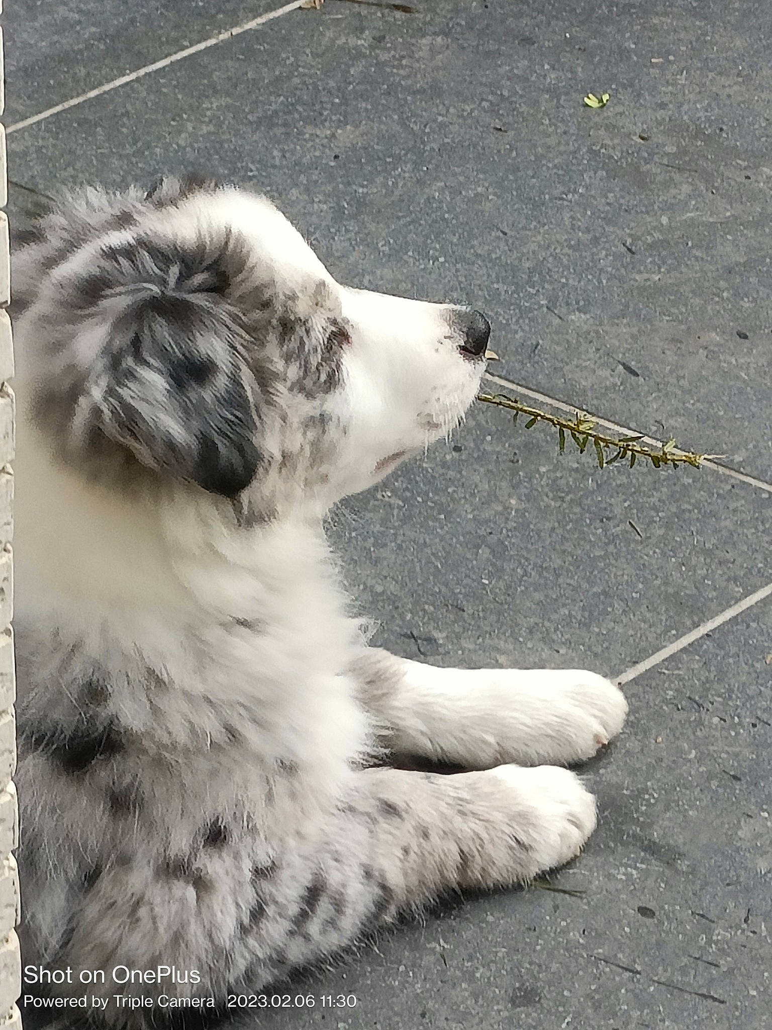 Cooper participe au concours pour gagner de l'argent avec cette photo : asphalt, canidae, carnivore, claw, companion_dog, dog, dog_breed, felidae, foot, fur, monochrome, monochrome_photography, paw, road_surface, snout, sporting_group, tail, terrestrial_animal, whiskers, working_dog
