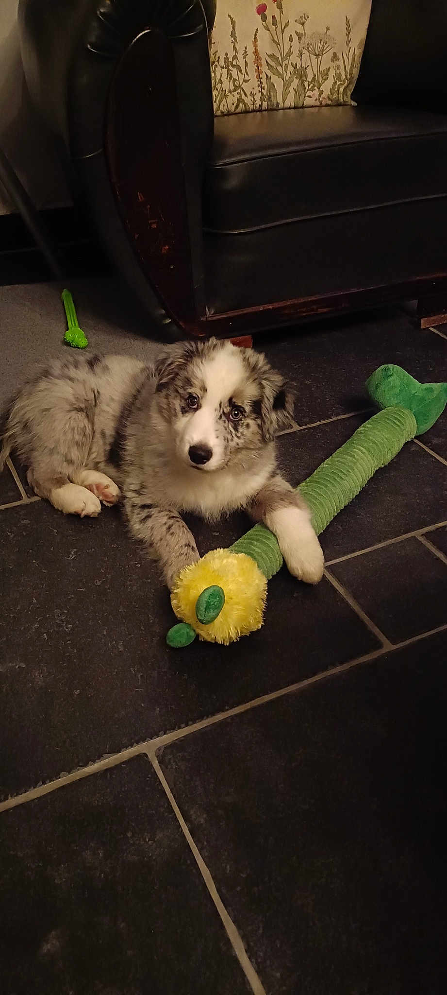 Cooper