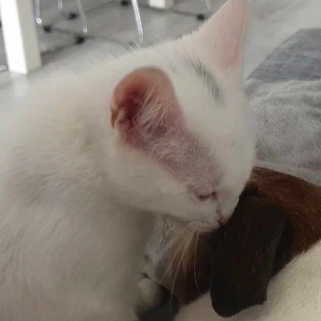 Nala