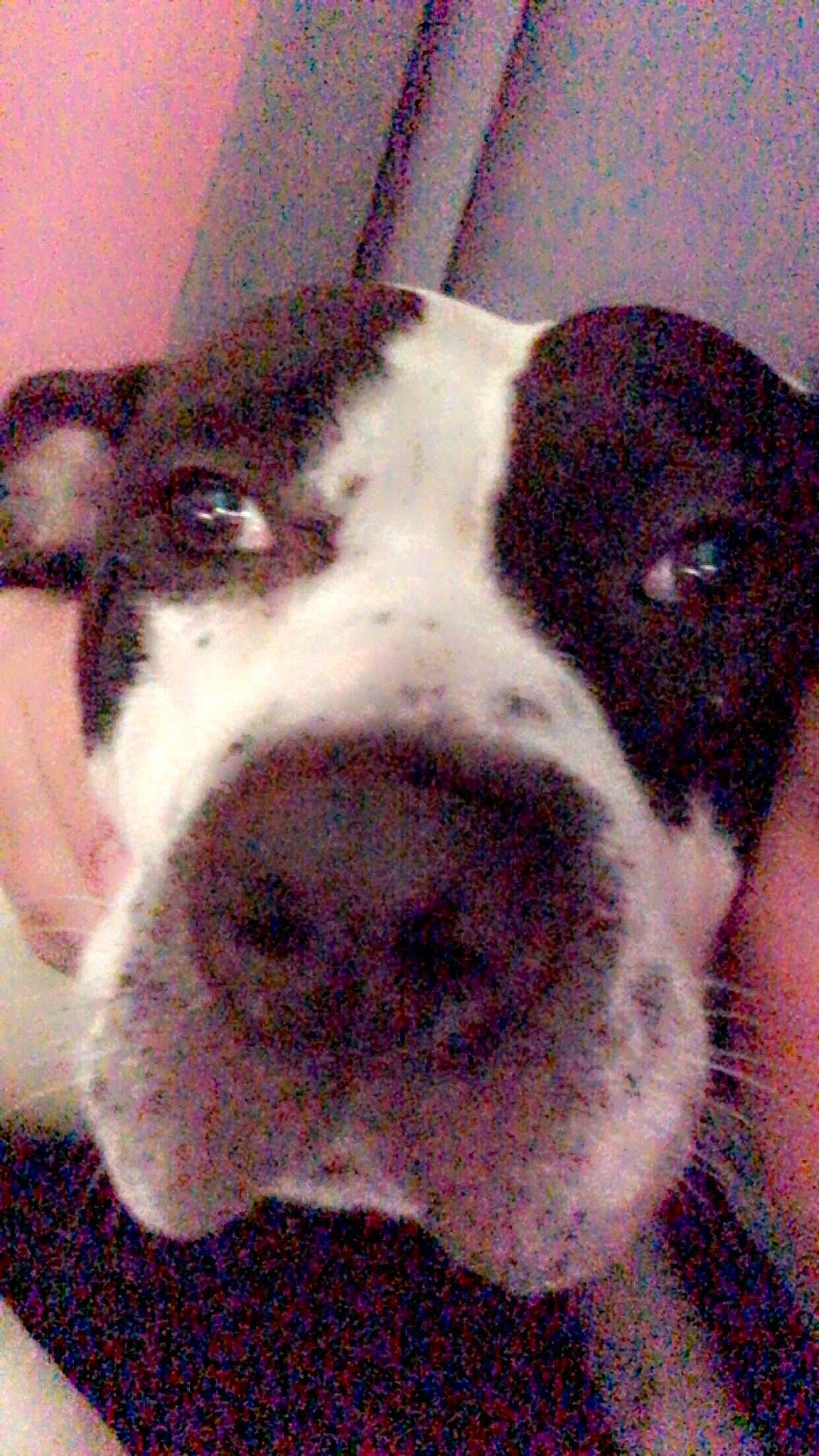 Boogie joined the competition — help win amazing prizes! canidae, carnivore, collar, companion_dog, dog, dog_breed, dog_collar, ear, fur, non_sporting_group, photography, snout, sporting_group, terrestrial_animal, whiskers, working_animal, working_dog