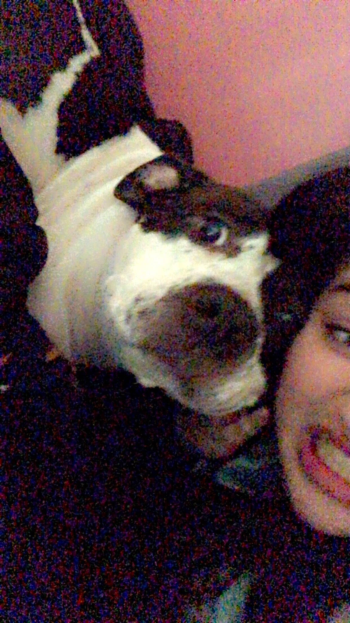 Boogie is registered to the contest to win money with this photo: canidae, carmine, carnivore, collar, companion_dog, dog, dog_breed, ear, fawn, fur, non_sporting_group, nose, paw, selfie, snout, sporting_group, tail, vertebrate, whiskers, working_animal