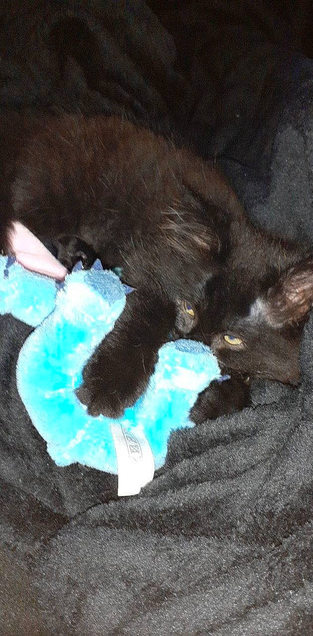 Mamba participe au concours pour gagner de l&#x27;argent avec cette photo : black_cat, carnivore, cat, claw, felidae, fur, kitten, korat, paw, small_to_medium_sized_cats, tail