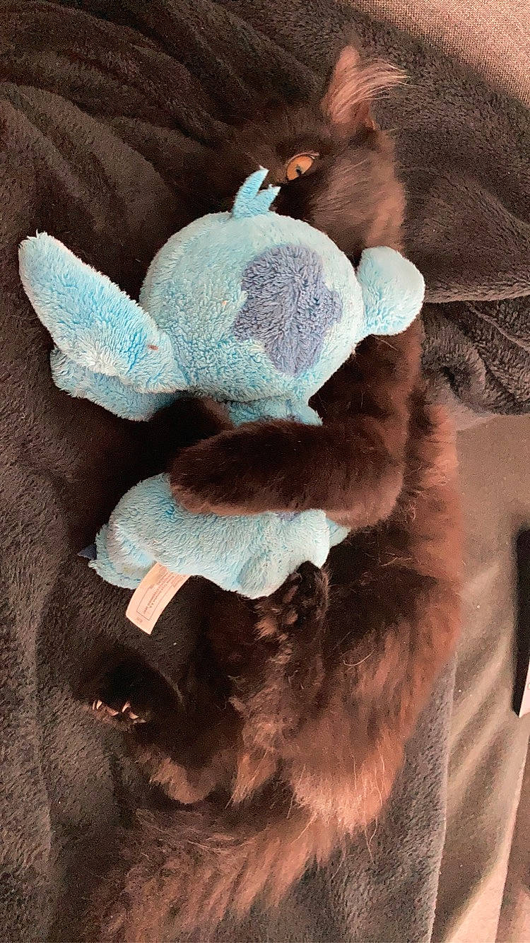 Mamba participe au concours pour gagner de l&#x27;argent avec cette photo : plush, stuffed_toy, teddy_bear, textile, toy