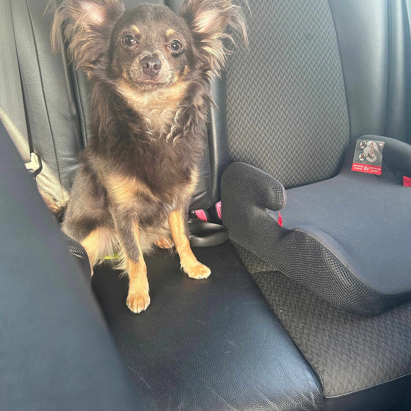 Simba participe au concours pour gagner de l'argent avec cette photo : accessories, animal, belt, canine, car, car_interior, carseat, chihuahua, cockerspaniel, cushion, dog, headrest, homedecor, papillon, pet, puppy, seatbelt, transportation, vehicle