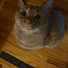 cat, orange_tabby, wooden_floor, black_tape, curious, wide_eyes, pet, indoor, flooring, whiskers, ears, cute, animal, looking_up, domestic_cat, feline, paw, fur, home, foot