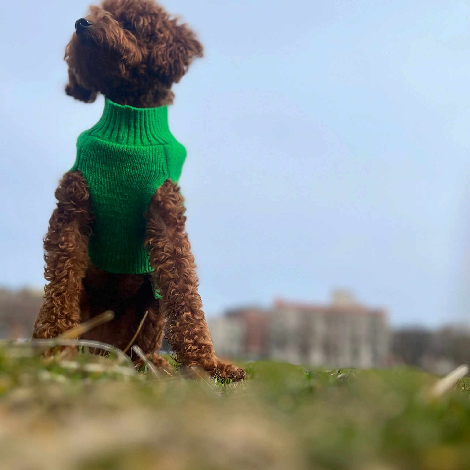Penny joined the competition — help win amazing prizes! art, canidae, companion_dog, crochet, fawn, fur, grass, grassland, landscape, sky, soil, sporting_group, stuffed_toy, tail, terrestrial_animal, toy, water_dog, wool, woolen