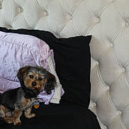 Nugget joined the competition — help win amazing prizes! dog, puppy, small_dog, bed, pillow, headboard, tufted_upholstery, collar, dog_tag, black_sheet, lavender_pillow, sitting, looking_at_camera, pet, fur, indoor, cozy, bedroom, cute, portrait
