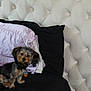 dog, puppy, small_dog, bed, pillow, headboard, tufted_upholstery, collar, dog_tag, black_sheet, lavender_pillow, sitting, looking_at_camera, pet, fur, indoor, cozy, bedroom, cute, portrait