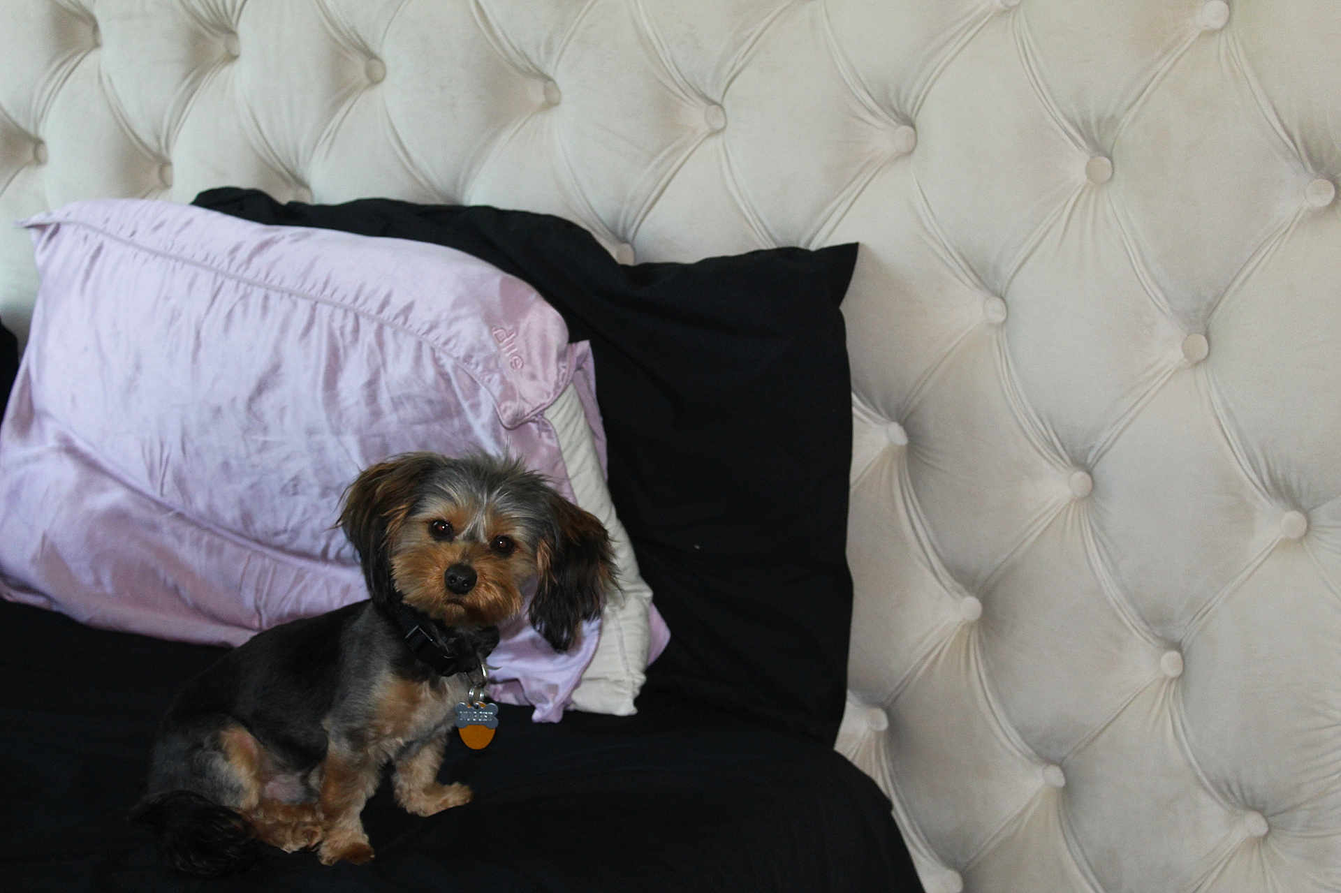 Nugget joined the competition — help win amazing prizes! dog, puppy, small_dog, bed, pillow, headboard, tufted_upholstery, collar, dog_tag, black_sheet, lavender_pillow, sitting, looking_at_camera, pet, fur, indoor, cozy, bedroom, cute, portrait