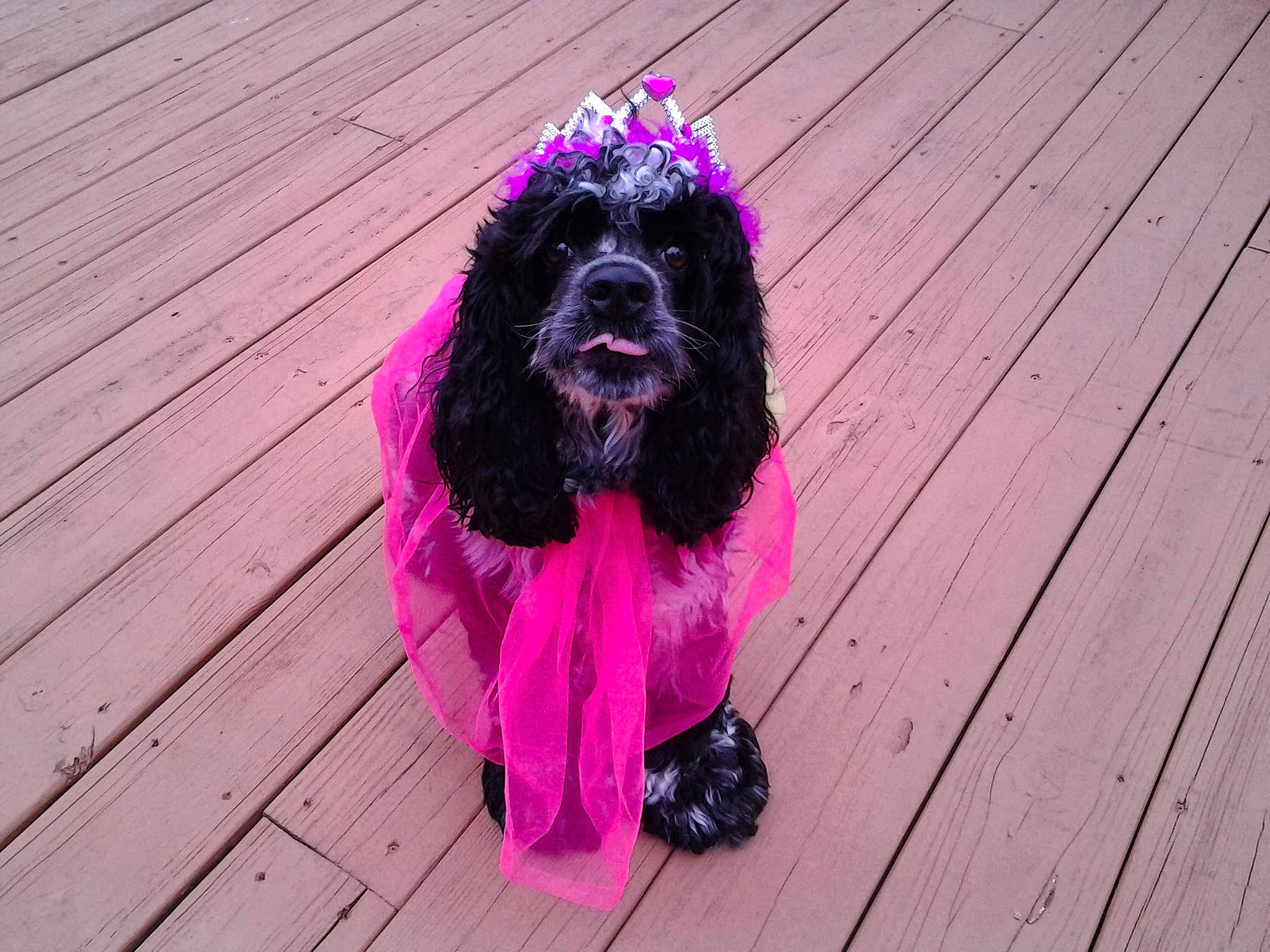 Abbigail joined the competition — help win amazing prizes! automotive_tire, carnivore, companion_dog, dog, dog_breed, dog_supply, electric_blue, fur, grass, liver, magenta, pattern, pink, plank, purple, snout, sporting_group, toy_dog, violet, wood