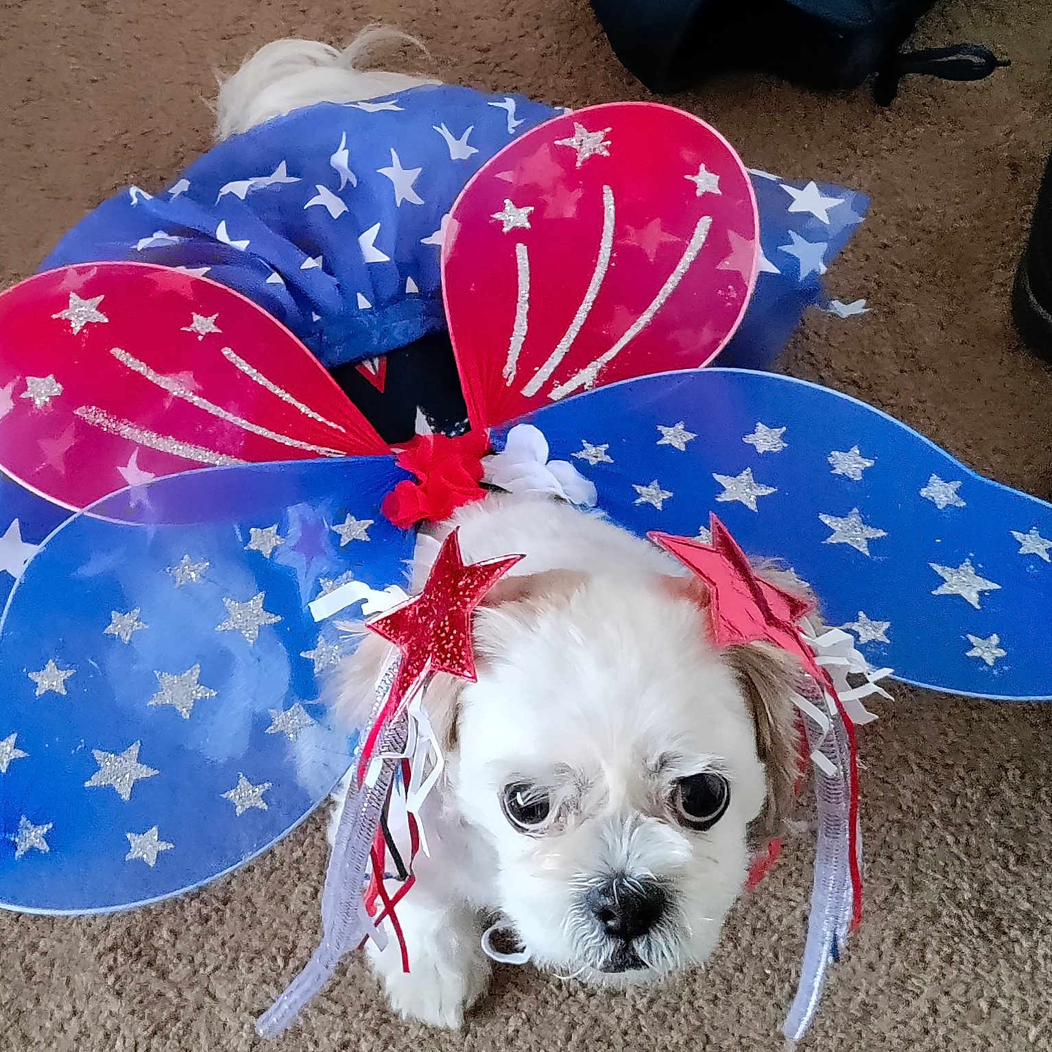 Shasha joined the competition — help win amazing prizes! carmine, carnivore, circle, companion_dog, costume_hat, dog, dog_breed, dog_supply, electric_blue, event, fashion_accessory, fawn, flag_of_the_united_states, party_supply, pattern, pet_supply, studio_monitor, toy_dog, white, working_animal