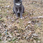 Puppy joined the competition — help win amazing prizes! cat, gray_cat, orange_cat, outdoor, grass, dry_leaves, yard, shed, animal, pet, nature, ground, feline, curious, alert, daylight, two_cats, rustic, background, foreground