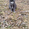 cat, gray_cat, orange_cat, outdoor, grass, dry_leaves, yard, shed, animal, pet, nature, ground, feline, curious, alert, daylight, two_cats, rustic, background, foreground