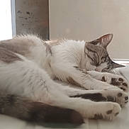 éris a rejoint le concours — aidez-le/la à gagner de superbes lots ! cat, sleeping, resting, feline, paw, fur, indoor, relaxation, animal, pet, whiskers, quiet, peaceful, closeup, tabby, white, brown, cozy, nap, calm