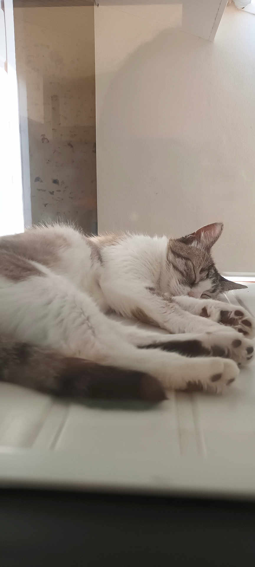 éris a rejoint le concours — aidez-le/la à gagner de superbes lots ! cat, sleeping, resting, feline, paw, fur, indoor, relaxation, animal, pet, whiskers, quiet, peaceful, closeup, tabby, white, brown, cozy, nap, calm