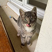 Chanel a rejoint le concours — aidez-le/la à gagner de superbes lots ! kitten, cat, gray_tabby, whiskers, green_eyes, licking, paws, windowsill, indoor, curious, pet, animal, feline, young_cat, closeup, cute, fur, standing, looking, tongue