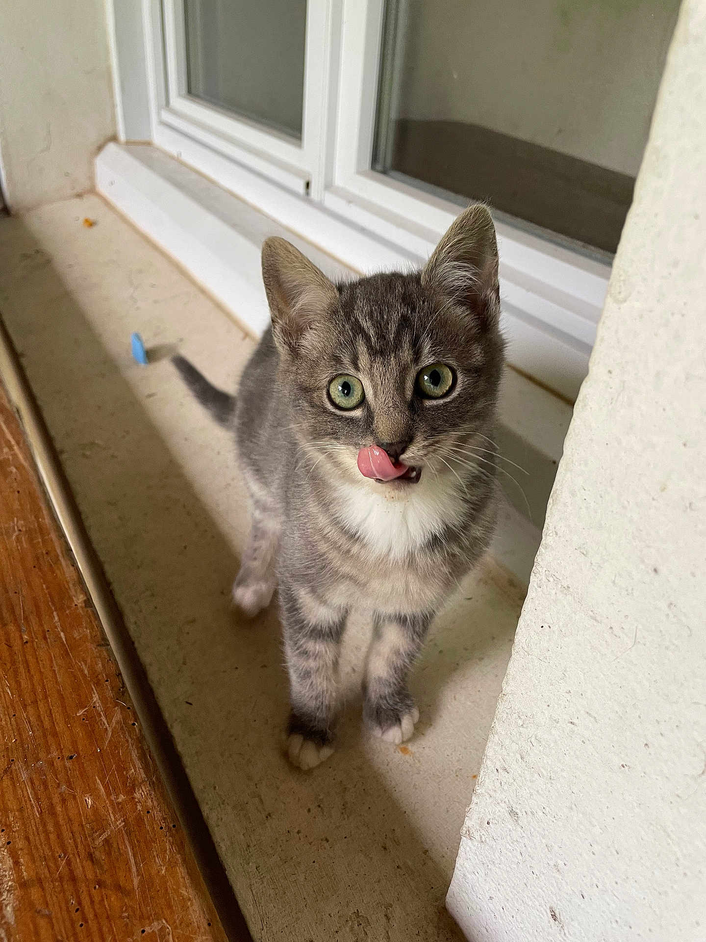 Chanel a rejoint le concours — aidez-le/la à gagner de superbes lots ! kitten, cat, gray_tabby, whiskers, green_eyes, licking, paws, windowsill, indoor, curious, pet, animal, feline, young_cat, closeup, cute, fur, standing, looking, tongue