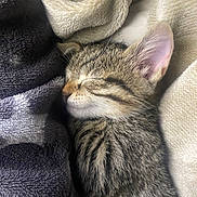 Tiramisu participe au concours pour gagner de l'argent avec cette photo : animal, blanket, comfort, cozy, cute, domestic_cat, ears, feline, fur, indoor, kitten, nap, pet, resting, sleeping, soft, striped, tabby, whiskers, young
