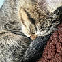 Tiramisu participe au concours pour gagner de l'argent avec cette photo : animal, brown_blanket, cat, close_up, cozy, curled_up, cute, domestic_cat, feline, fur, indoor, nap, pet, relaxation, resting, sleeping, soft_fur, tabby, texture, whiskers