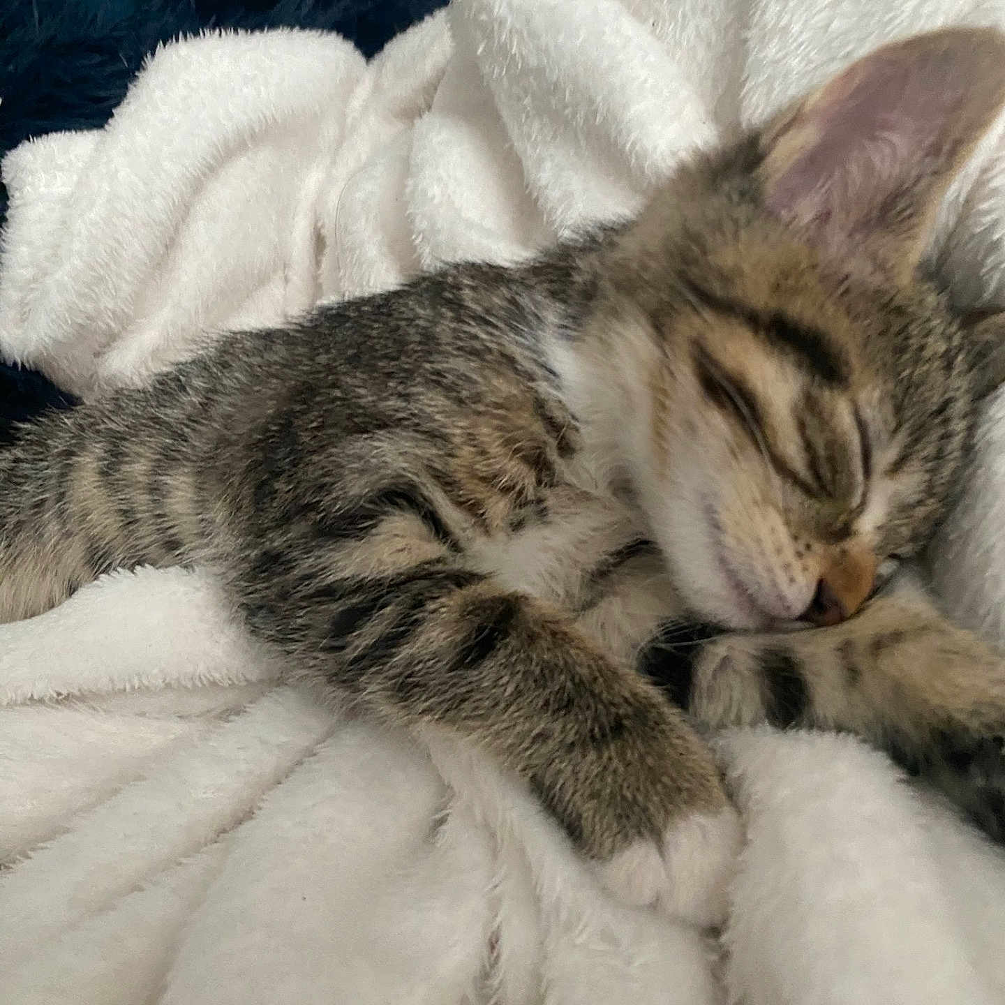 Tiramisu a rejoint le concours — aidez-le/la à gagner de superbes lots ! animal, blanket, cat, cozy, cute, domestic, feline, fur, indoor, kitten, paw, pet, relaxing, resting, sleeping, snuggled, soft, tabby, white, young