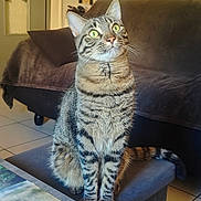 Simba participe au concours pour gagner de l'argent avec cette photo : blanket, cat, couch, curious, cute, domestic_animal, ears, floor, furniture, green_eyes, indoor, living_room, mat, pet, stool, striped_fur, tabby_cat, table, tail, whiskers